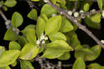 Eastern swamp privet